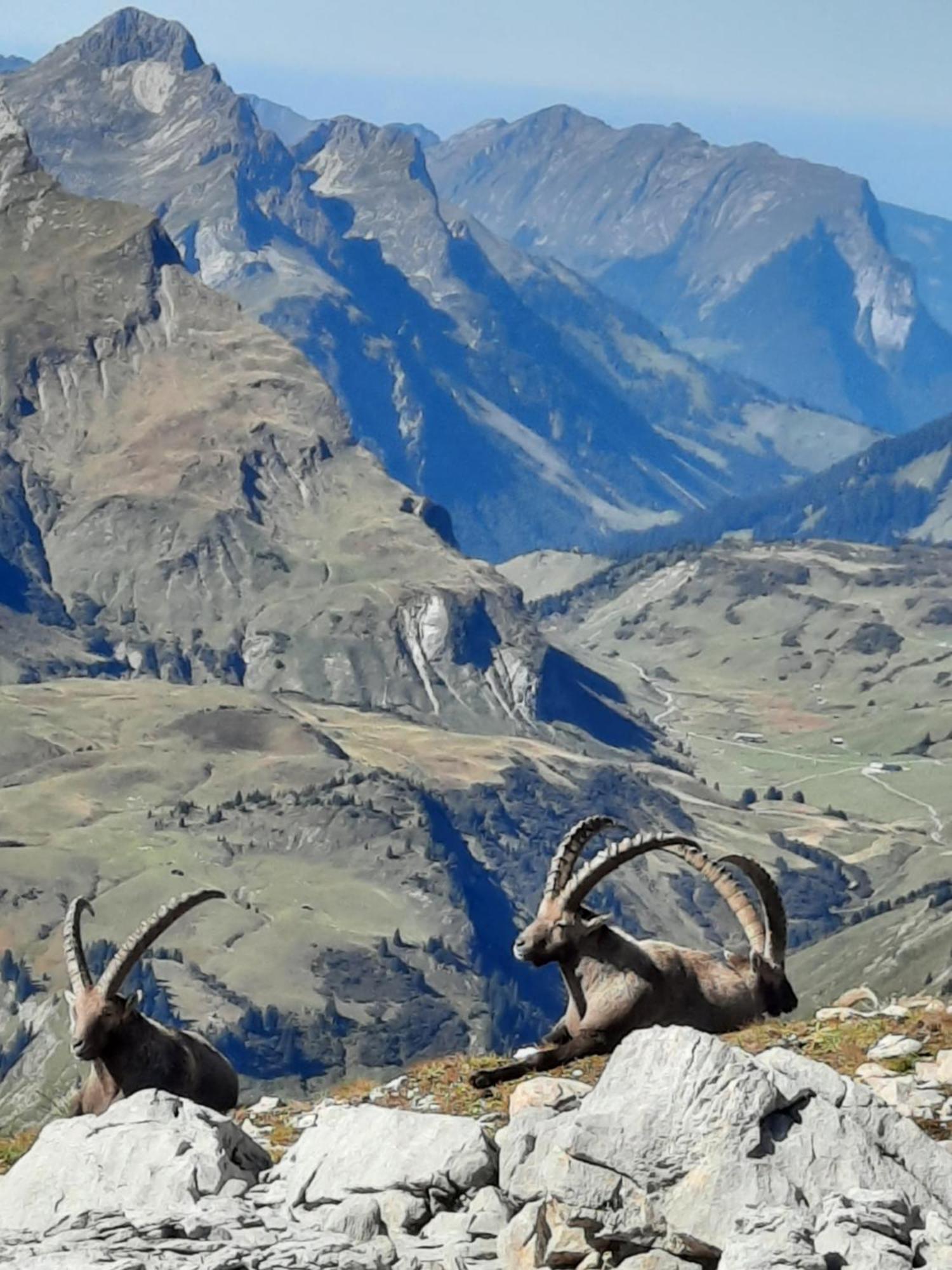 Haus Schroefler Daire Lech am Arlberg Dış mekan fotoğraf